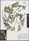 Foto von Salix repens subsp. argentea (Sm.) G. Camus & A. Camus